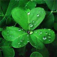 3 Leaf Clover--Luck of the Irish